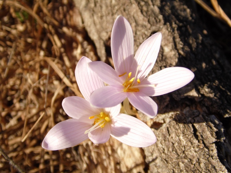 Colchicum